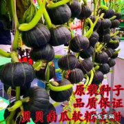 老农告诉你秘诀 贝贝南瓜怎么种植什么时候种