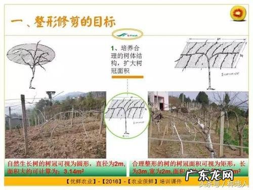 种植一次收获50年 吴忠紫斑油牡丹怎么种植