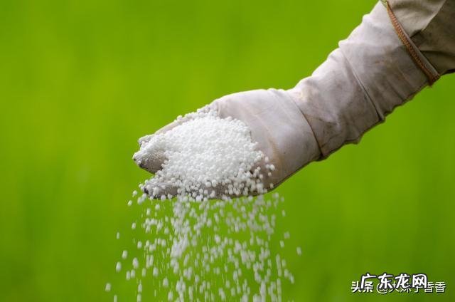 种植一次收获50年 吴忠紫斑油牡丹怎么种植