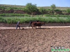重点抓好这7点 蚕豆种植时间长了怎么办