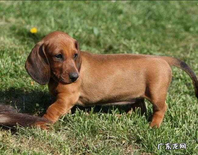 腊肠狗好恶心 腊肠狗价格