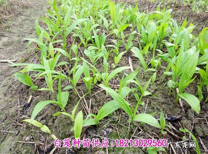 首推这几个 白芨现在种植前景如何