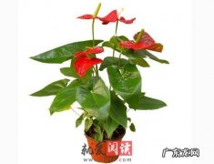 这5种搭配方法超美 种植鲜花怎么搭配