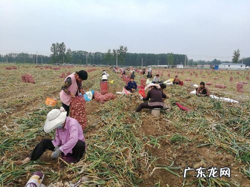 蹲着种蒜真辛苦 大蒜机械化种植怎么样
