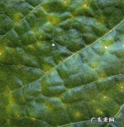 农户两个方面要注意 大棚种植豆角如何防治病害