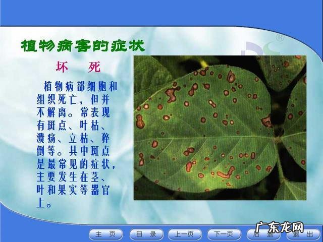 农户两个方面要注意 大棚种植豆角如何防治病害