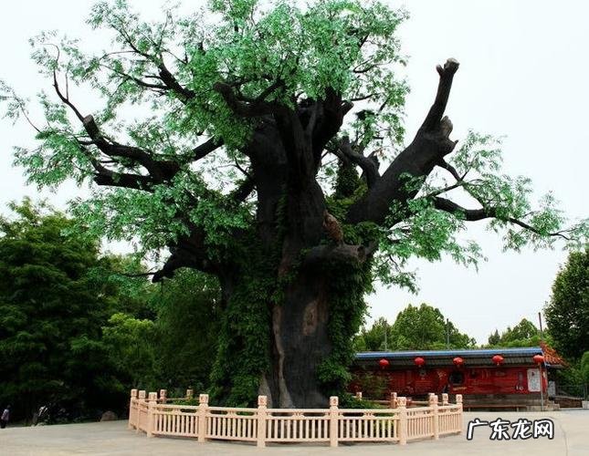 怀念以前的枫杨和水沙树 农村种植的树怎么样