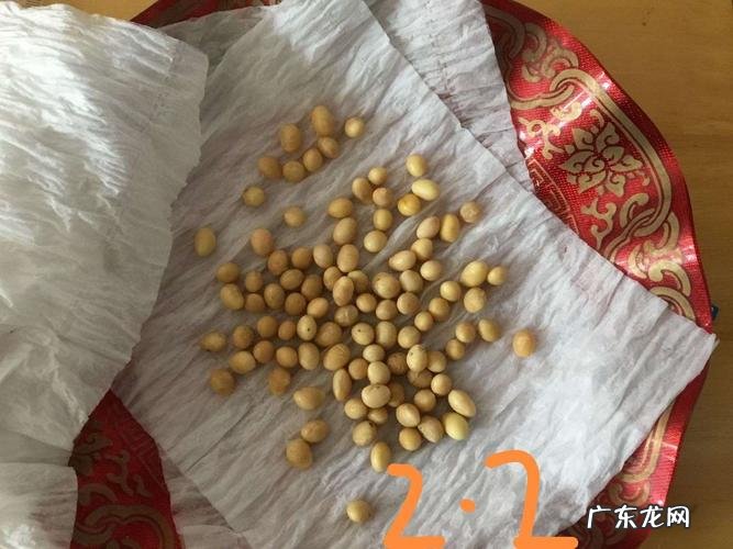 首先这几点你要明白 怎么种植红当归