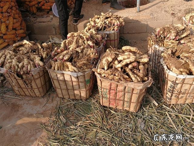 切“1小块”生姜 生姜怎么种植成活