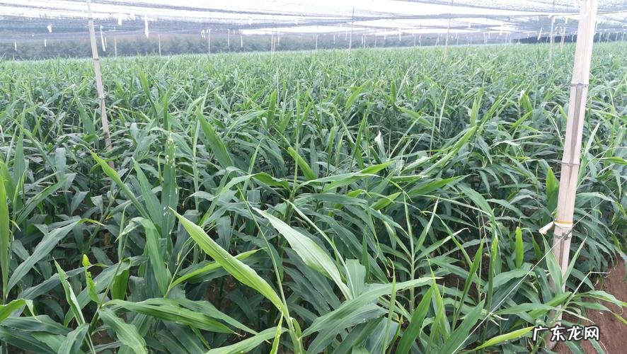 切“1小块”生姜 生姜怎么种植成活