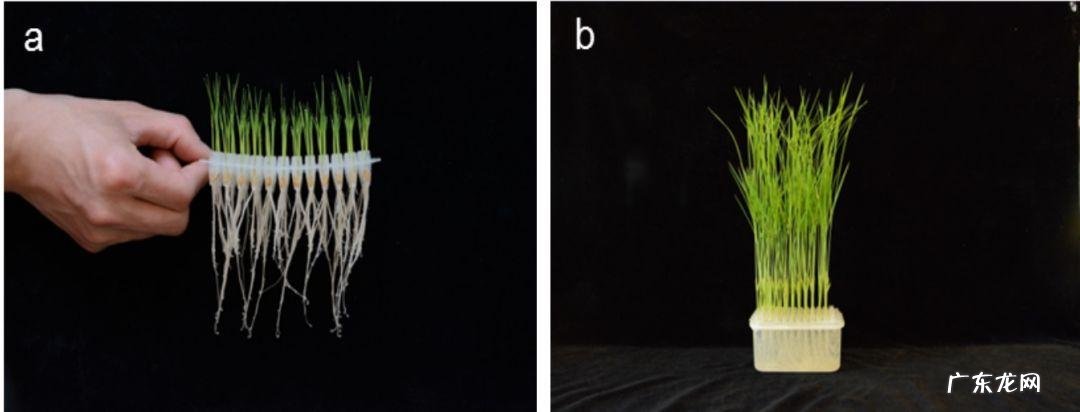 切“1小块”生姜 生姜怎么种植成活