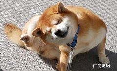养柴犬的人都后悔了 柴犬和秋田犬的价格