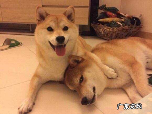 豆柴犬图片黑色 豆柴犬价格