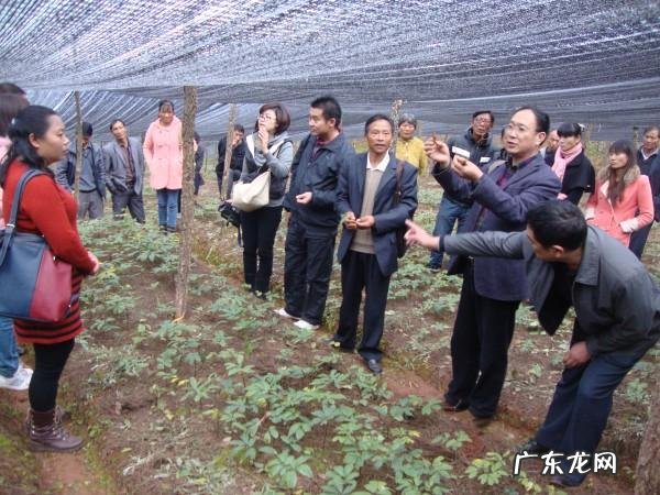 “我在药材种植基地打工一天能挣110元 从事种植药材的工作怎么样