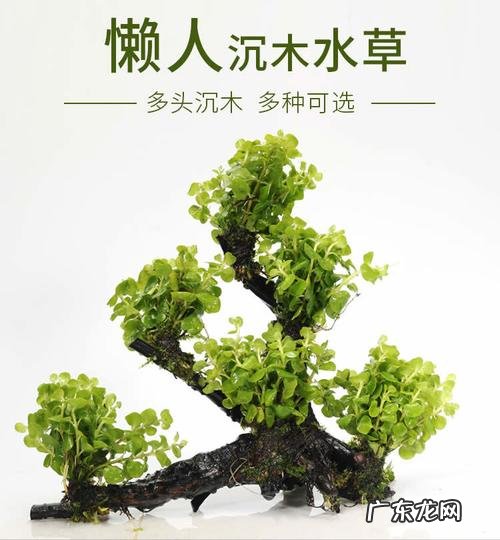 草缸造景中的沉木可以自己做 草缸怎么种植沉木