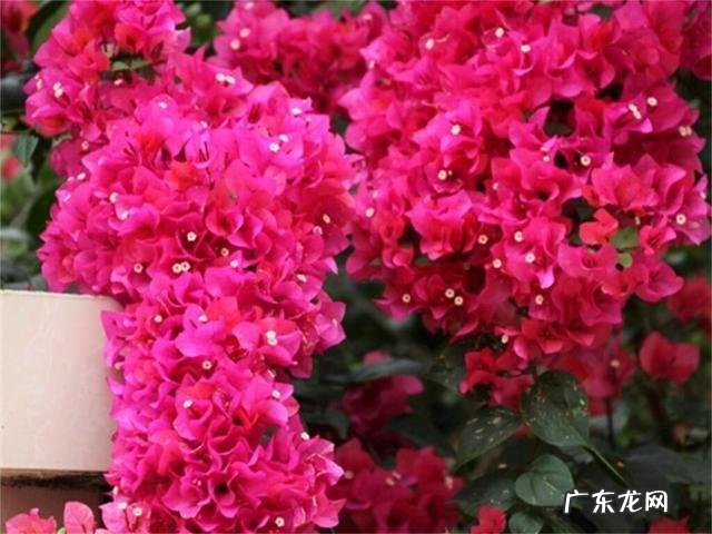 萌萌多肉植物这样养 如何种植红娘子