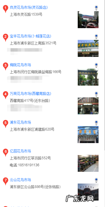 松狮犬图片 上海什么地方买松狮