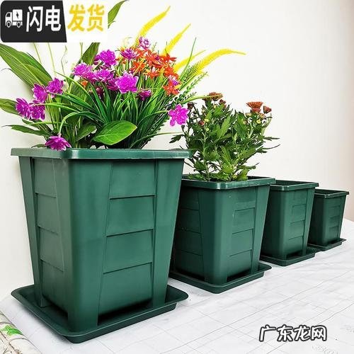 种丝瓜防治蔓枯病如何做 丝瓜干枯了怎么种植