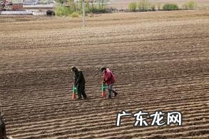 种丝瓜防治蔓枯病如何做 丝瓜干枯了怎么种植