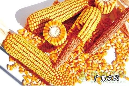 种丝瓜防治蔓枯病如何做 丝瓜干枯了怎么种植