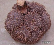 榴莲也能养成盆景 榴莲核怎么种植