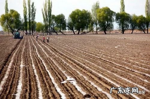 种的土豆发芽快、出苗齐、产量高 完整土豆怎么种植