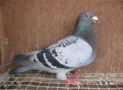 40种鸽子价格表,看看你家的鸽子值多少钱？