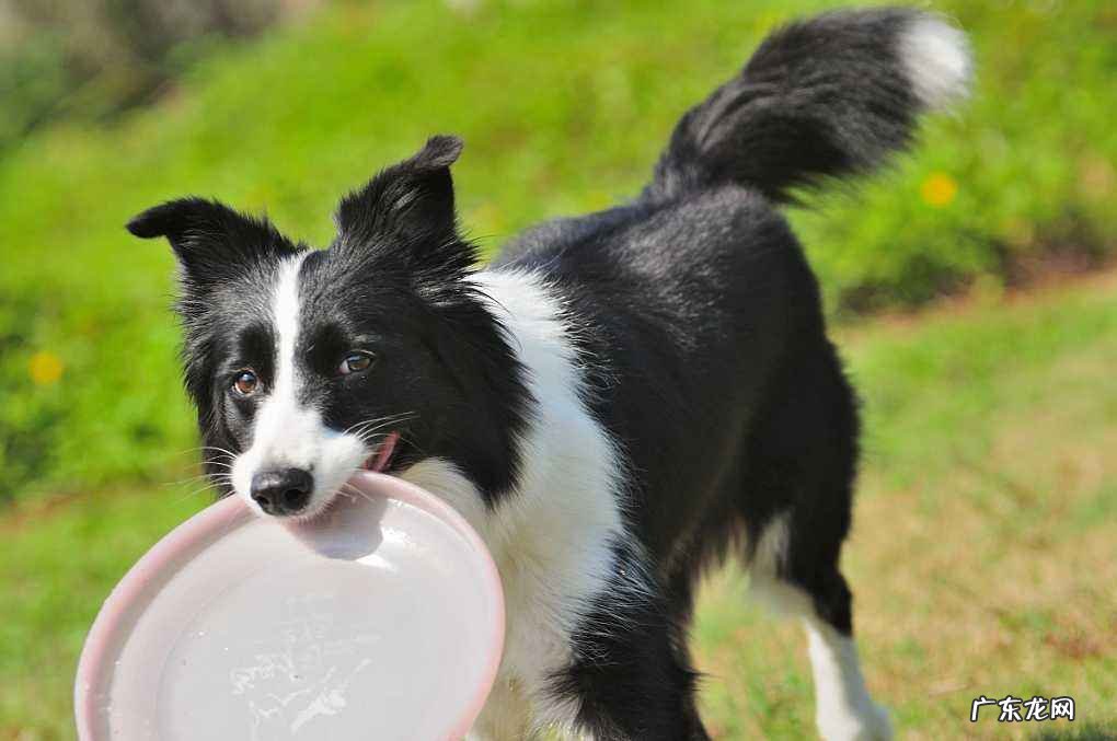 正宗边境牧羊犬图片 边境牧羊犬的价格
