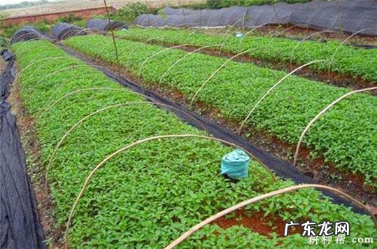 农民都是这么管理的 怎么管理沃柑的种植