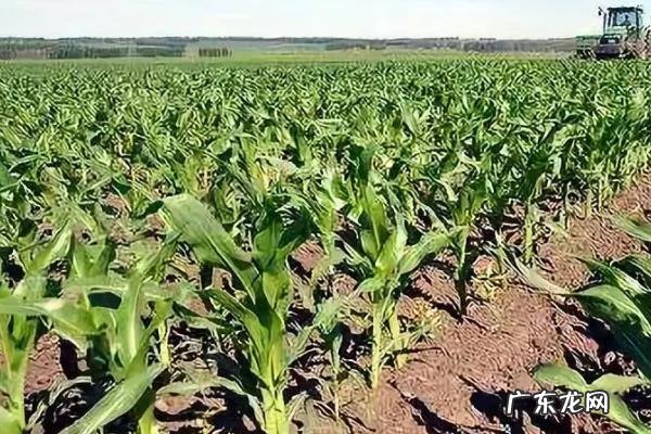 农民都是这么管理的 怎么管理沃柑的种植