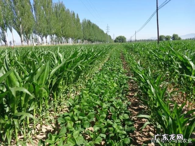 农民都是这么管理的 怎么管理沃柑的种植