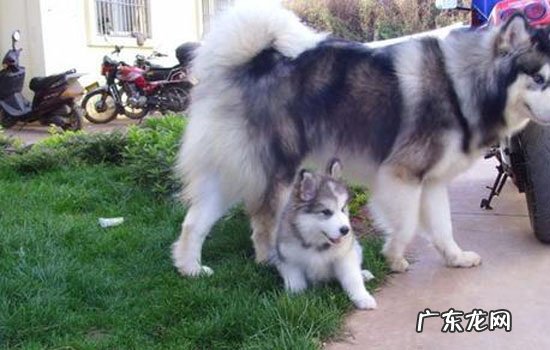 阿拉斯加犬市场价 阿拉斯加的价格
