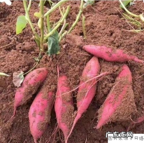 “发芽”的红薯扔盆里 山芋出苗后怎么种植
