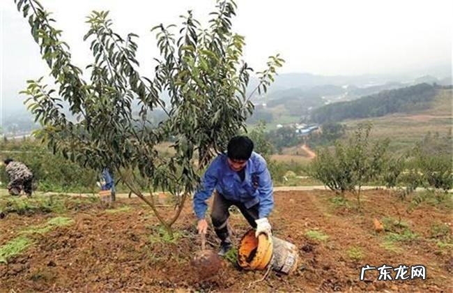 施肥浇水有技巧 种植尖椒怎么施肥