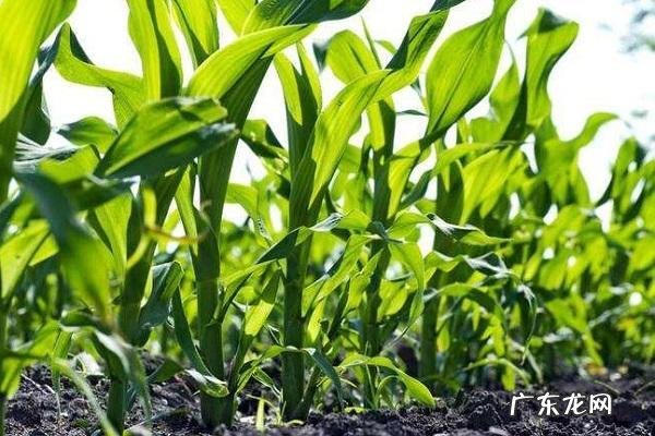 使用玉米秸秆可以解决这个问题 草莓种植茎发黄怎么办