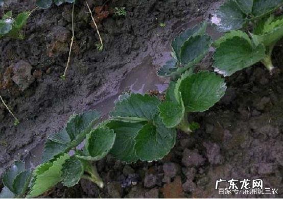 使用玉米秸秆可以解决这个问题 草莓种植茎发黄怎么办