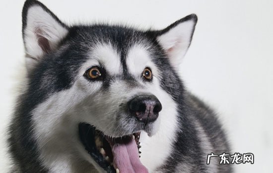 阿拉斯加犬市场价 阿拉斯加幼犬价格