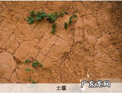了解栽培技术是必不可少的 塔柏树苗怎么种植成活率高
