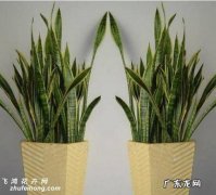 刚买回来的虎皮兰这样养 刚刚收到的虎皮兰怎么种植