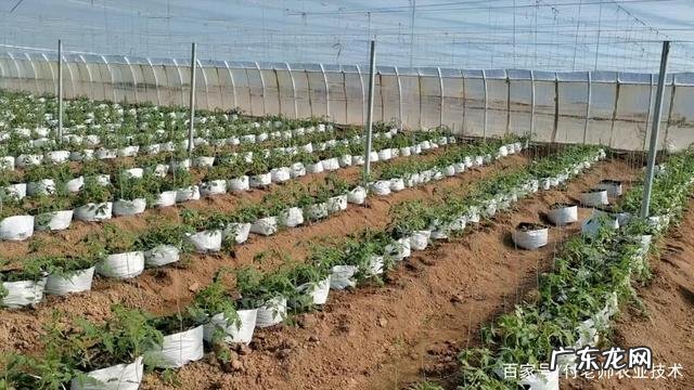 也能种出高级感 庭院如何种植生菜