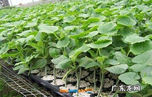 也能种出高级感 庭院如何种植生菜