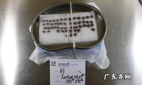 方法很关键 如何种植萝卜绿心