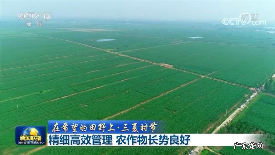 方法很关键 如何种植萝卜绿心