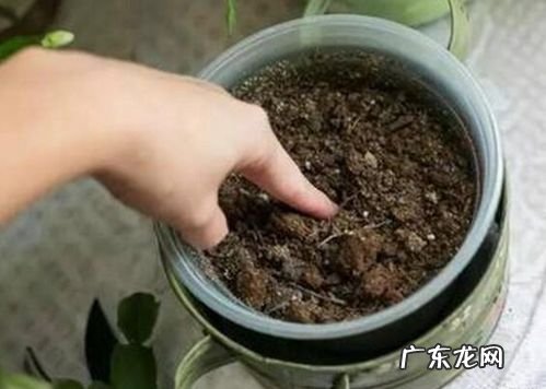锦鲤池边用小水道养出大植物 羽裂蔓绿绒怎么种植