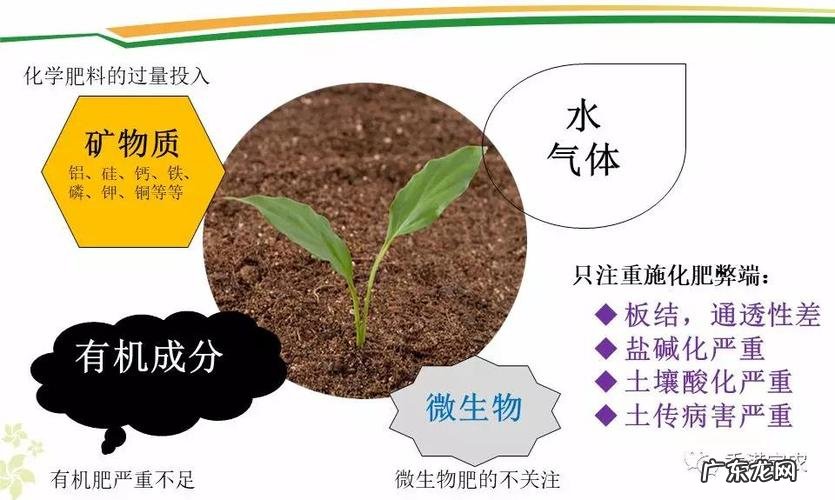 锦鲤池边用小水道养出大植物 羽裂蔓绿绒怎么种植