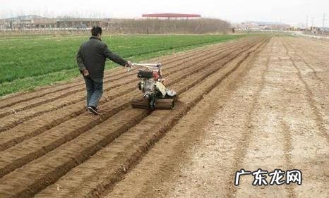 把握好这四点,人人能做到 种植白萝卜怎么起垄