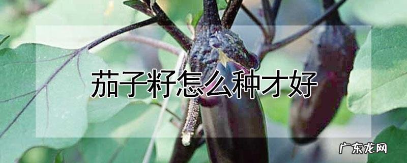 把握好这四点,人人能做到 种植白萝卜怎么起垄