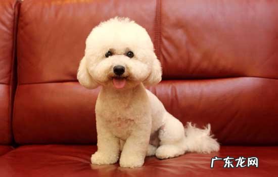 泰迪串串毛发太少了咋办 泰迪毛太少怎么办