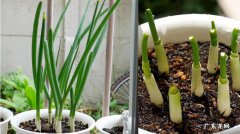 一起来学习下吧 细辛如何种植种植方法