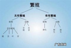 7个步骤教你“傻瓜式”种出来 椴木树怎么种植